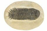 Bargain Crotalocephalina Trilobite Fossils - 2 to 3" - Photo 4